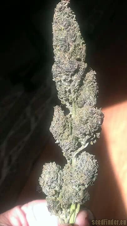 Smoke A Lot Seeds Purple Candy