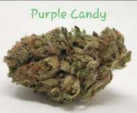 Smoke A Lot Seeds Purple Candy - ein Foto von TheHappyChameleon
