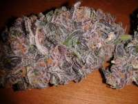 Smoke A Lot Seeds Purple Rain - ein Foto von pieyees