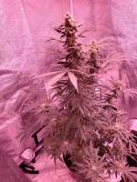 Smoke A Lot Seeds Super Silver Grape - ein Foto von Dogpile