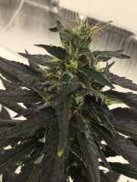 SnowHigh Seeds Devils Tit - ein Foto von CaptainMonkeynuts