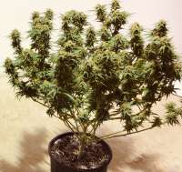 SnowHigh Seeds Grape Krush F3 - ein Foto von BOBNTRISH