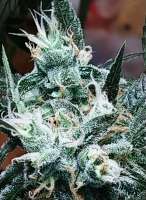 SnowHigh Seeds Thors Hammer IX - ein Foto von JohnnyBIaze