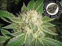 SoCal Seed Collective Double Platinum - ein Foto von webdonkey