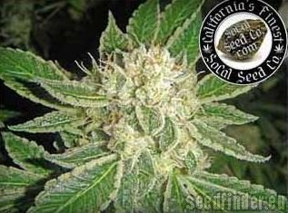 SoCal Seed Collective Double Platinum