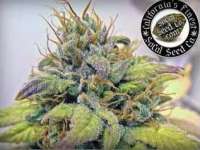 SoCal Seed Collective Sonoma Black Dawg - ein Foto von webdonkey