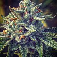 Solfire Gardens Hood Candyz - ein Foto von IndigenousSeed