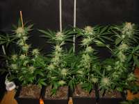 Soma Seeds Afghan Delight - ein Foto von andrew