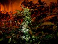 Bild von Farma (Amnesia Haze)