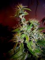 Bild von Farma (Amnesia Haze)