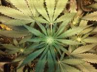 Bild von bbcool (Amnesia Haze)