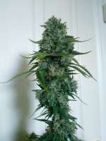 Bild von Falconresearch (Amnesia Haze)