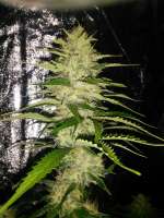 Bild von Falconresearch (Amnesia Haze)