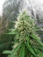 Bild von Falconresearch (Amnesia Haze)