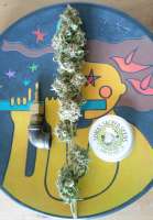 Bild von Falconresearch (Amnesia Haze)