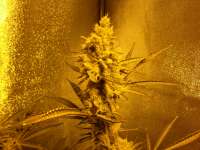 Soma Seeds Buddhas Sister - ein Foto von megatherion