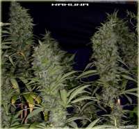 Soma Seeds Kahuna - ein Foto von FlashGordon