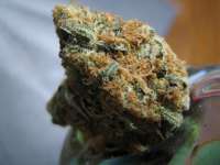 Soma Seeds Lavender - ein Foto von levelnext