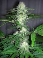 Soma Seeds Lavender - ein Foto von powhitetrashomie