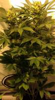 Soma Seeds NYC Diesel - ein Foto von hoppmann