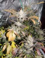 Soma Seeds NYC Diesel - ein Foto von pan4gold49