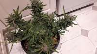 Soma Seeds SoGouda - ein Foto von artfullDODGER33