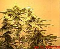 Soma Seeds White Light - ein Foto von djdank