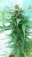 Souljah Seeds Macbeth - ein Foto von djkinetics