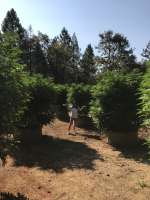 South Fork Seed Collective Maximus - ein Foto von Tay65