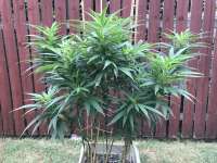 Southern Star Seeds Texas Guinan - ein Foto von Onyx1378