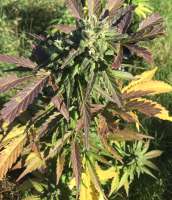 Bild von OrganicPanic (Black Domina x Black Domina)