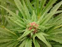 Spice of Life Seeds Legends Ultimate Indica - ein Foto von AustroCKnet