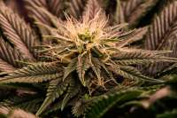 Spice of Life Seeds Sweet Tooth #3 - ein Foto von DCKalive