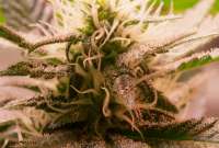 Spice of Life Seeds Sweet Tooth #3 - ein Foto von DCKalive