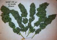 Spliff Seeds AK - ein Foto von MrQnQ