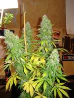 Spliff Seeds Afghani Gold - ein Foto von groenevinger