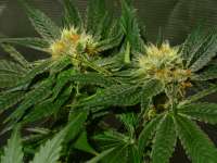 Spliff Seeds Blue Berry - ein Foto von DelicateSounds