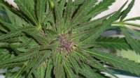 Bild von ficky [Blue Medi Kush]