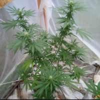 Bild von bigsexygrows (CBD Medi Kush)