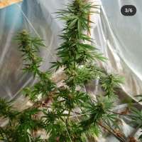 Bild von bigsexygrows (CBD Medi Kush)