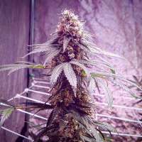 Spliff Seeds CBD Spliff Berry - ein Foto von PNWHerbalist