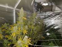 Spliff Seeds Crystal White - ein Foto von hydrohippy