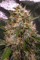 Spliff Seeds Dutch Automatic - ein Foto von cogolloeu