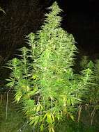 Spliff Seeds Dutch Blue Automatic - ein Foto von AutoAlan