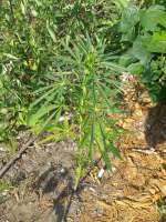 Spliff Seeds Fast Bud Outdoor - ein Foto von mrnicex