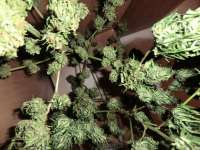 Bild von ficky [Fast Bud Outdoor]