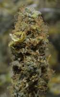 Bild von SmokingBarney (Gold Bar Kush)