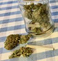 Spliff Seeds Jack F1 - ein Foto von Emeraldo