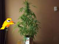 Bild von BirdySeeds (Master Kush)