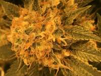 Spliff Seeds Medical Kush - ein Foto von Boogiegreene